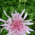 Crepis rubra (3)
